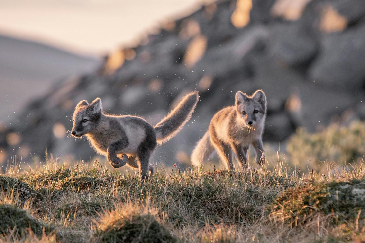 Fjellrev fotografert av Lisa Sihlberg.